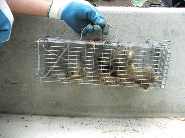 squirrel in cage trap